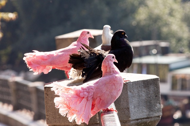 的一名中国 的一名中国